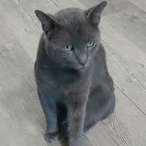 Thumbnail photo of Shadow Blackstone #1