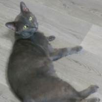 Thumbnail photo of Shadow Blackstone #2