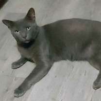 Thumbnail photo of Shadow Blackstone #4