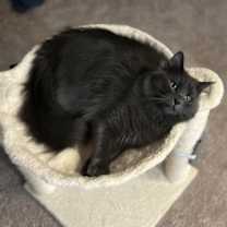 Thumbnail photo of Ash #2