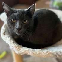 Thumbnail photo of Coal #1