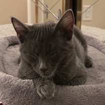 Thumbnail photo of Coal #2