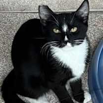 Thumbnail photo of Mamba #1