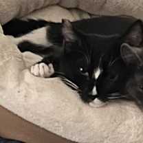 Thumbnail photo of Mamba #2