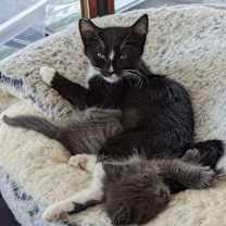 Thumbnail photo of Mamba #3