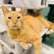 Thumbnail photo of Simba the Brave #1