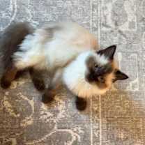 Thumbnail photo of Odette #2
