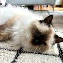 Thumbnail photo of Odette #3