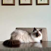 Thumbnail photo of Odette #4