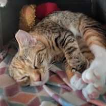 Thumbnail photo of Pansy #4