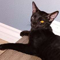 Thumbnail photo of JASPER #1