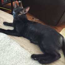 Thumbnail photo of JASPER #2