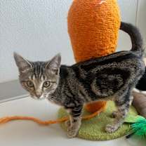 Thumbnail photo of Neyland #2