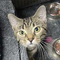 Thumbnail photo of CAT-FRANNIE #2