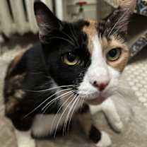 adopt-pet