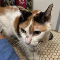 adopt-pet