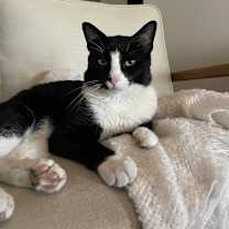 Thumbnail photo of Meow #1