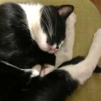 Thumbnail photo of Meow #2