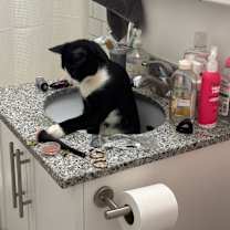 Thumbnail photo of Meow #3