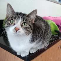 Thumbnail photo of Chai #2