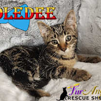 Thumbnail photo of Tweedledee #2