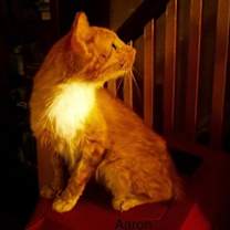 Thumbnail photo of Aaron #1