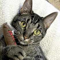 Thumbnail photo of Kobe #1