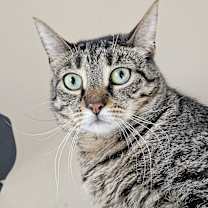 Thumbnail photo of Diona #1