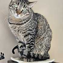 Thumbnail photo of Diona #2