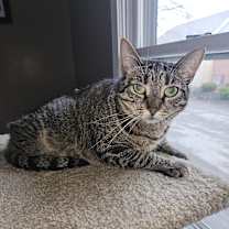 Thumbnail photo of Diona #3