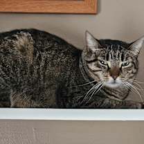 Thumbnail photo of Diona #4