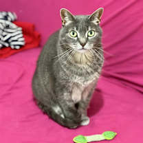 Thumbnail photo of Posy #1