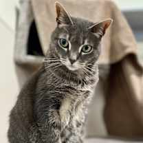 Thumbnail photo of Posy #4