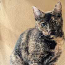 Thumbnail photo of Marmie #1
