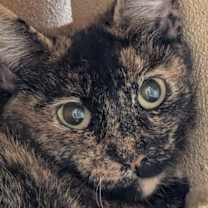 Thumbnail photo of Marmie #3