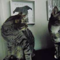 Thumbnail photo of Mila #2