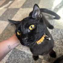 Thumbnail photo of Man of Gold #3