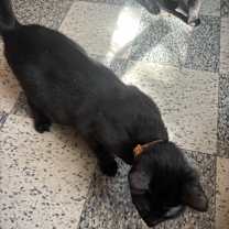 Thumbnail photo of Man of Gold #4