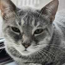 Thumbnail photo of Raya #2