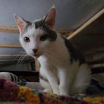 Thumbnail photo of Camere #2