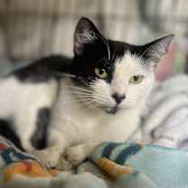 Thumbnail photo of TORI #2