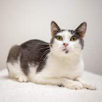 Thumbnail photo of Mulberry #1