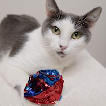 Thumbnail photo of Mulberry #2