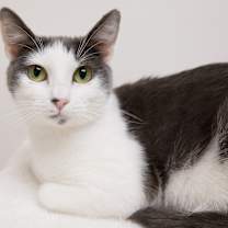 Thumbnail photo of Mulberry #3