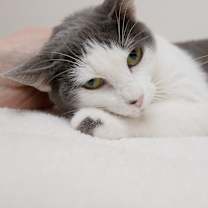 Thumbnail photo of Mulberry #4