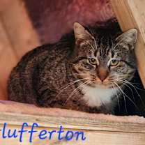 Thumbnail photo of Flufferton #3