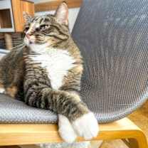 Thumbnail photo of Sunni #1