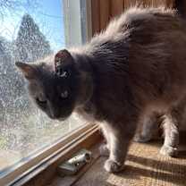 Thumbnail photo of Bella #2