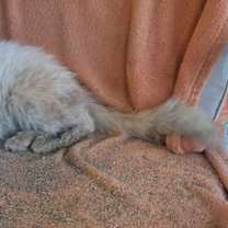 Thumbnail photo of Gandalf #3