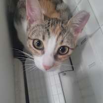 Thumbnail photo of Mocha #1